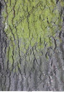 Tree Bark 0042